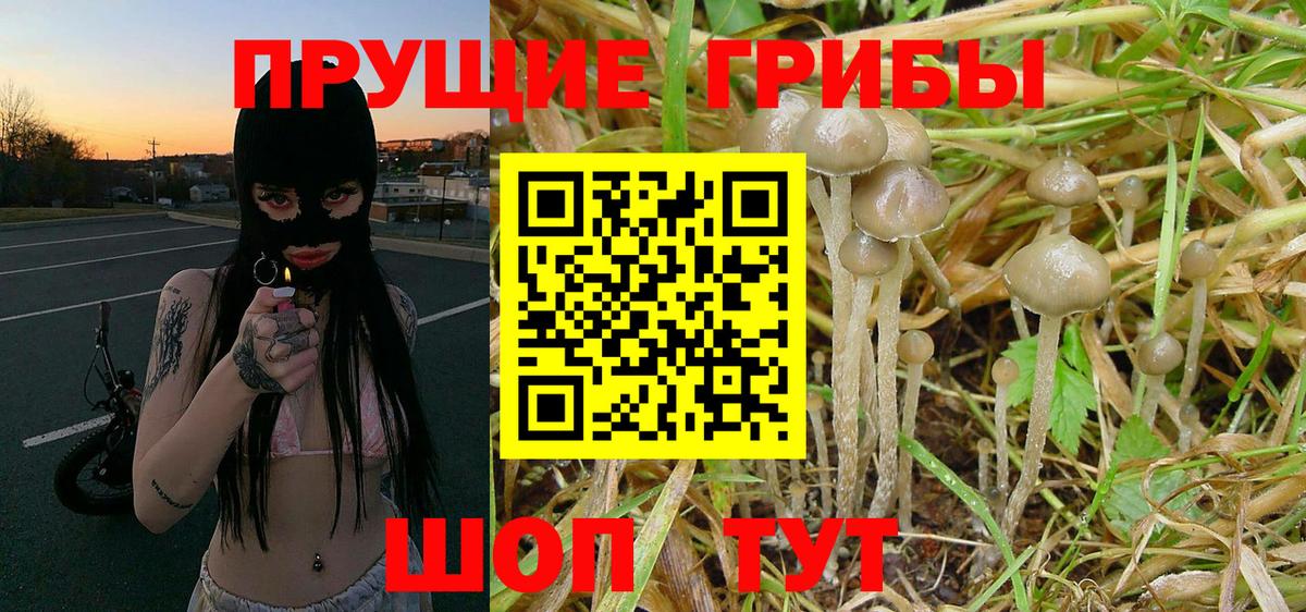 Дзержинск  Галлюциногенные грибы Psilocybe  Вход с VPN 